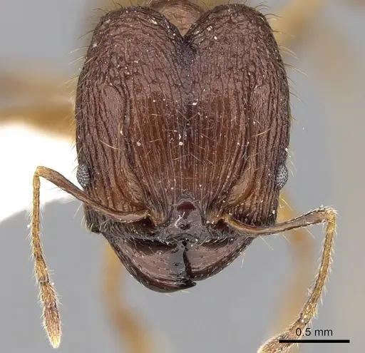 Pheidole cariniceps specimen
