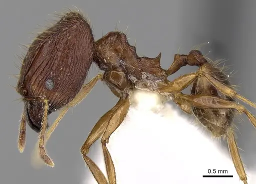 Pheidole cariniceps specimen
