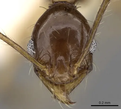 Pheidole cariniceps - CASENT0281659