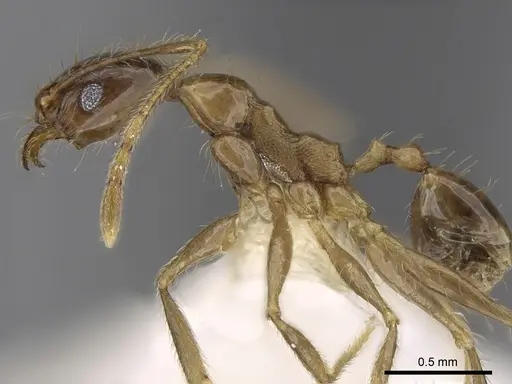 Pheidole cariniceps - CASENT0281659