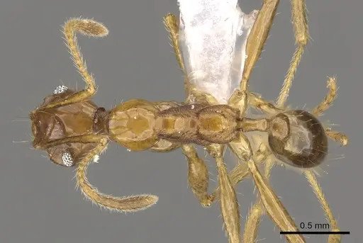 Pheidole cariniceps - CASENT0901628