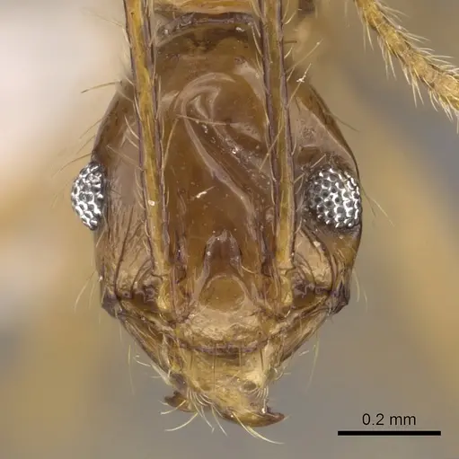 Pheidole cariniceps - CASENT0901628