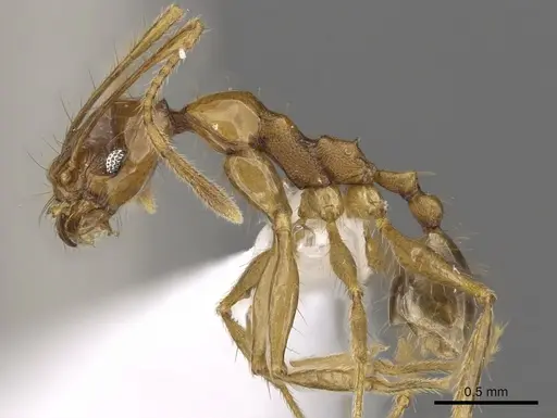 Pheidole cariniceps - CASENT0901628