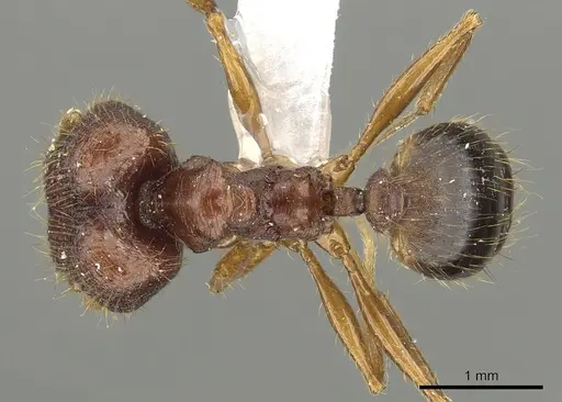 Pheidole cariniceps - CASENT0901629