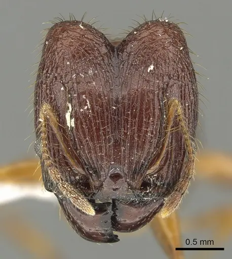 Pheidole cariniceps - CASENT0901629