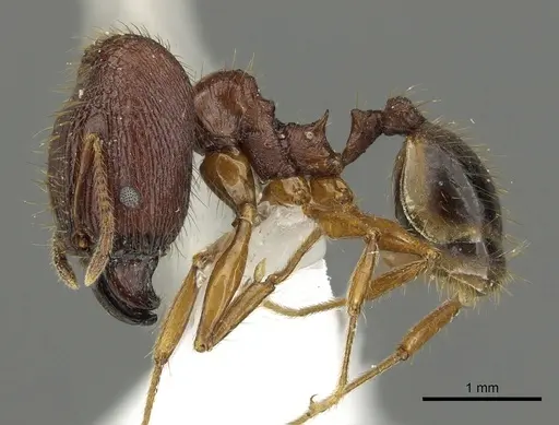 Pheidole cariniceps - CASENT0901629