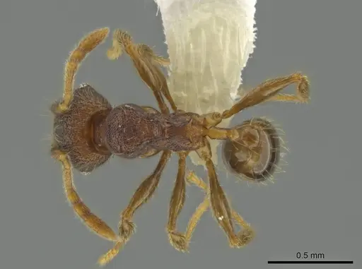 Pheidole carinitida specimen