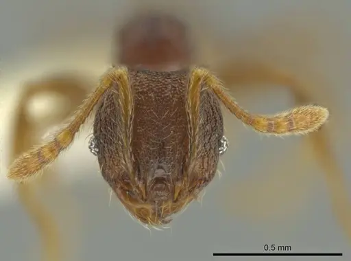 Pheidole carinitida specimen