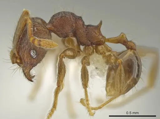 Pheidole carinitida specimen