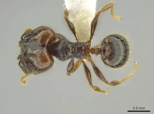 Pheidole carinitida - CASENT0631620