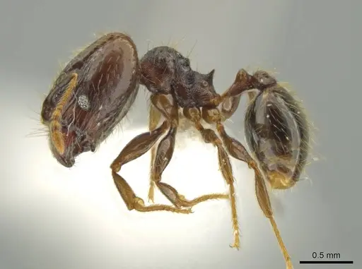 Pheidole carinitida - CASENT0631620