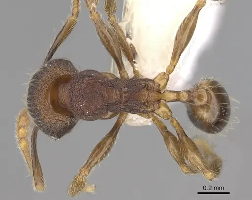 Pheidole carinitida - CASENT0631662