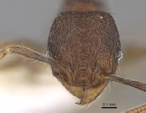 Pheidole carinitida - CASENT0631662