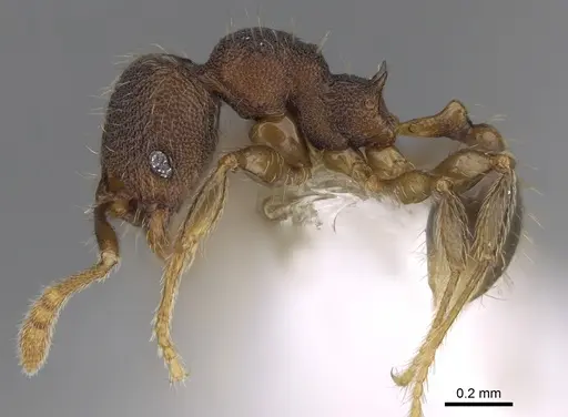 Pheidole carinitida - CASENT0631662