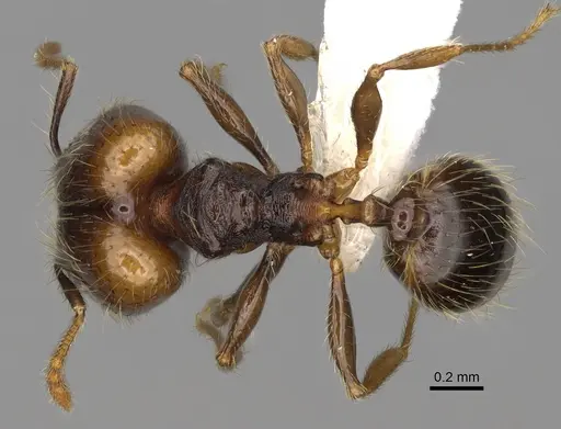 Pheidole carinitida - CASENT0631663