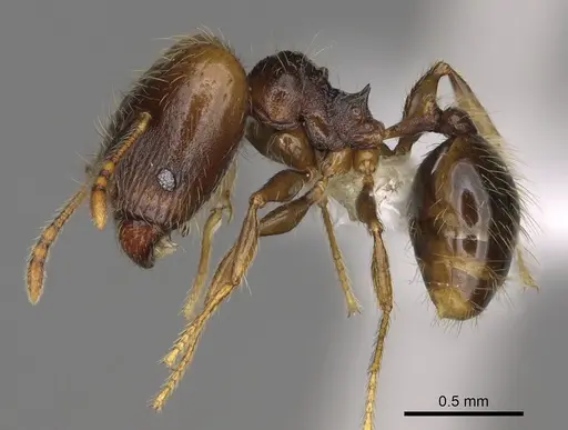 Pheidole carinitida - CASENT0631663