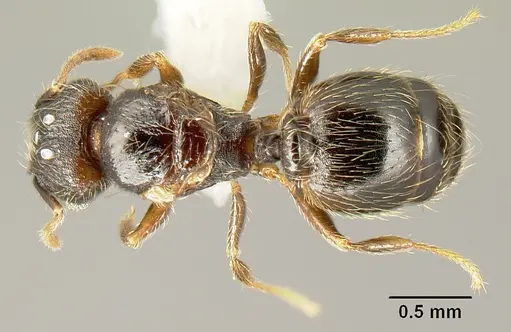 Pheidole carinote specimen