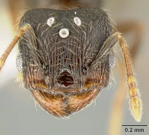 Pheidole carinote specimen