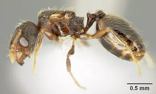 Pheidole carinote specimen