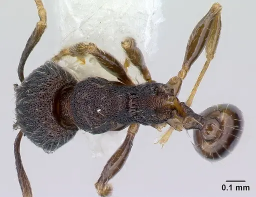 Pheidole carinote - CASENT0608843