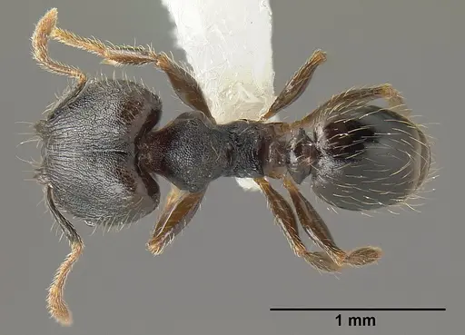 Pheidole carinote - JTLC000014045