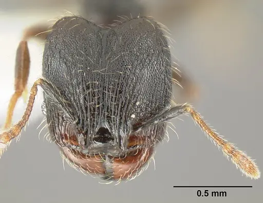 Pheidole carinote - JTLC000014045