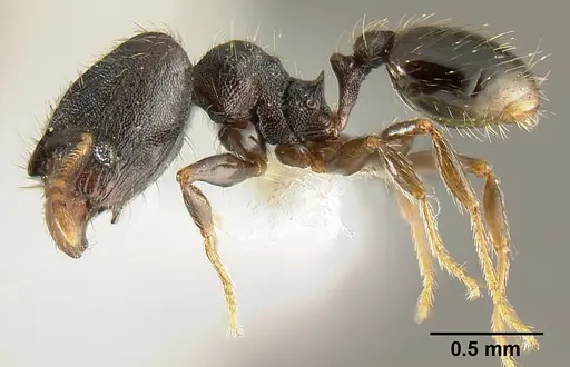 Pheidole carinote - JTLC000014045