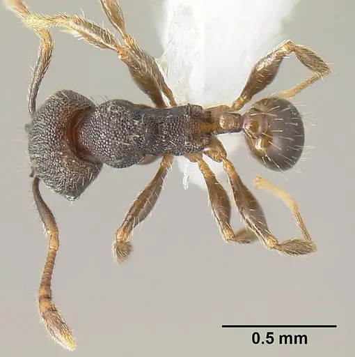 Pheidole carinote - JTLC000014049