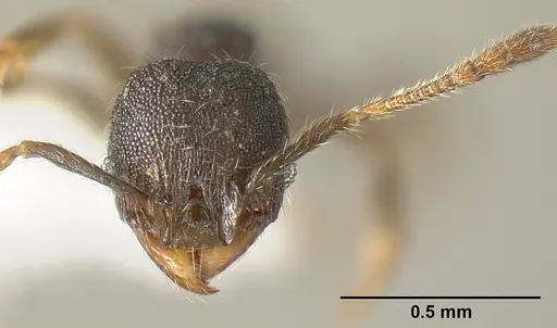 Pheidole carinote - JTLC000014049