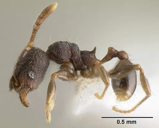 Pheidole carinote - JTLC000014049