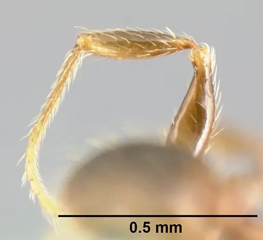 Pheidole carinote - JTLC000014049