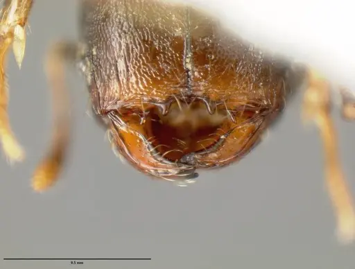 Pheidole carinote - JTLC000014050