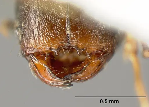 Pheidole carinote - JTLC000014050
