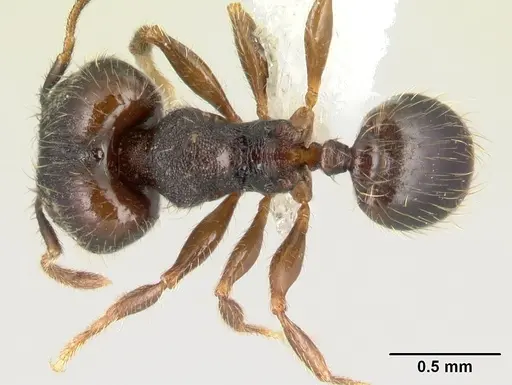 Pheidole carinote - JTLC000014056