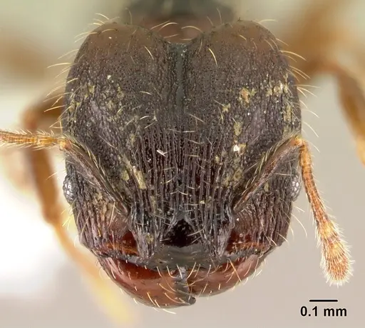 Pheidole carinote - JTLC000014056