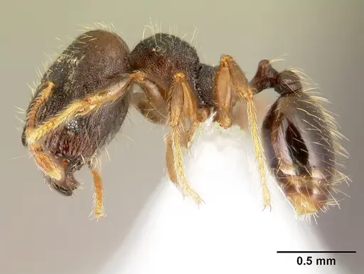 Pheidole carinote - JTLC000014056