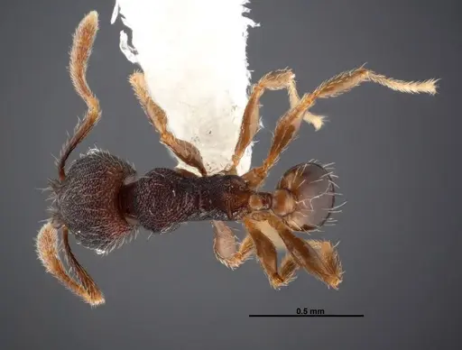 Pheidole carinote - JTLC000014059