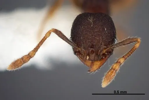 Pheidole carinote - JTLC000014059