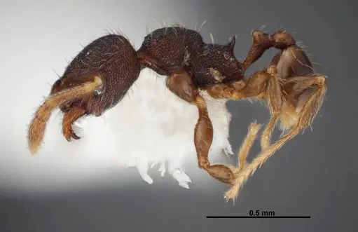 Pheidole carinote - JTLC000014059