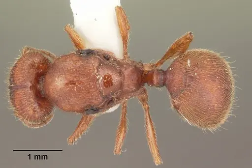 Pheidole carrolli specimen