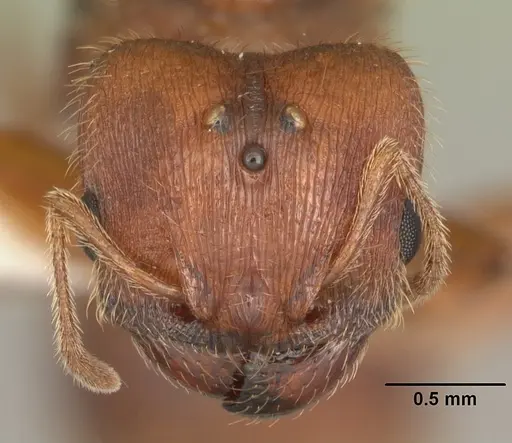 Pheidole carrolli specimen