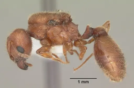 Pheidole carrolli specimen