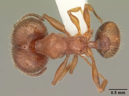 Pheidole carrolli - CASENT0104286