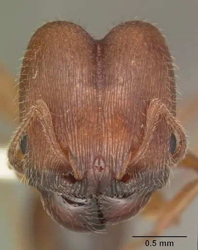Pheidole carrolli - CASENT0104286