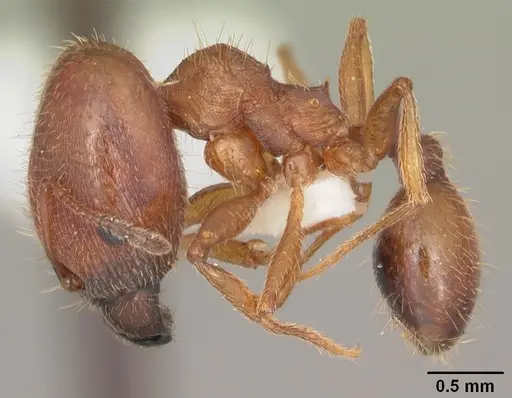Pheidole carrolli - CASENT0104286