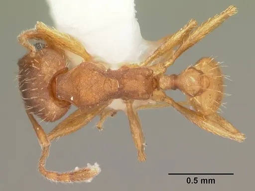 Pheidole carrolli - CASENT0104287