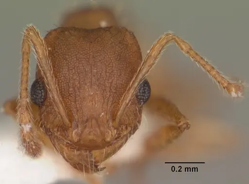Pheidole carrolli - CASENT0104287