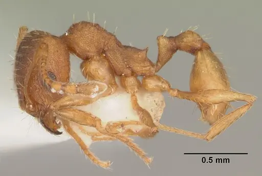Pheidole carrolli - CASENT0104287