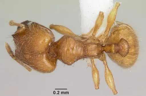 Pheidole casta specimen