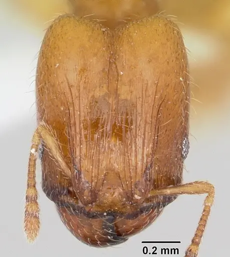Pheidole casta specimen